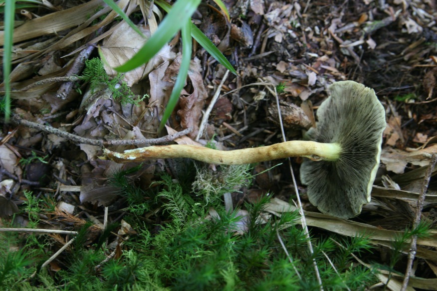 Hypholoma dalla Foresta nera